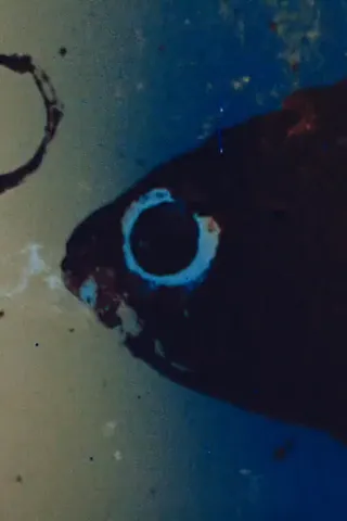구멍포코